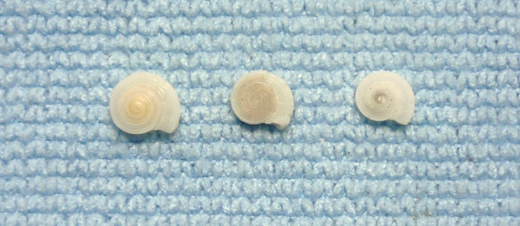 Pseudotorinia architae?